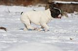 BOULEDOGUE FRANCAIS 929